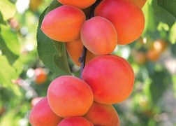 Prunus Armeniaca  Bhart (orangered) / Bhart (orangered) Kajszibarack